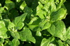 NZ Spinach 005-100x66